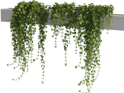 现代藤蔓植物