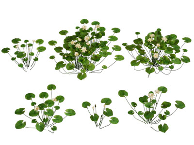 现代睡莲 水生花草植物