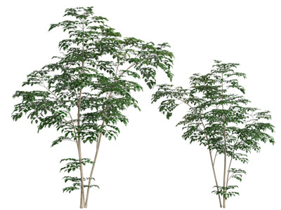 现代树苗 树木