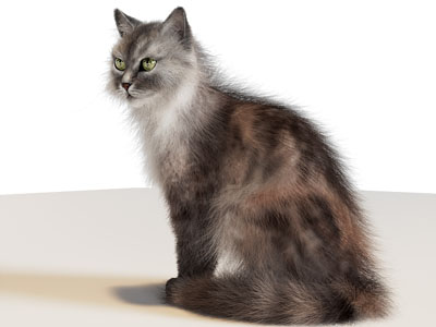 现代宠物猫咪