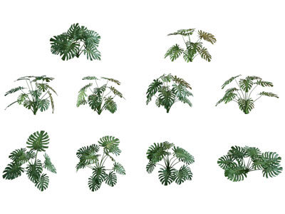 现代花卉花草植物