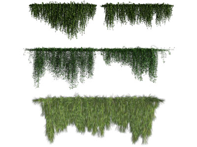 现代藤蔓植物