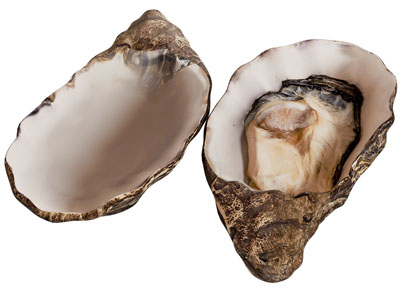 现代海鲜 贝壳 牡蛎 水生动物