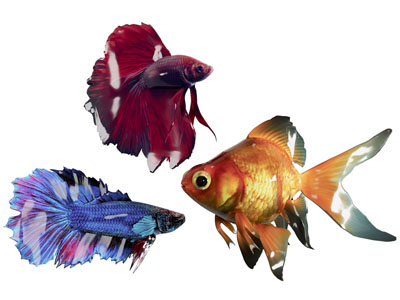 现代金鱼 水族动物