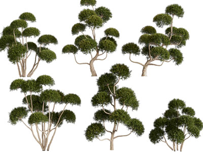 现代景观树木