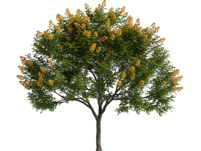 现代开满花朵的大树