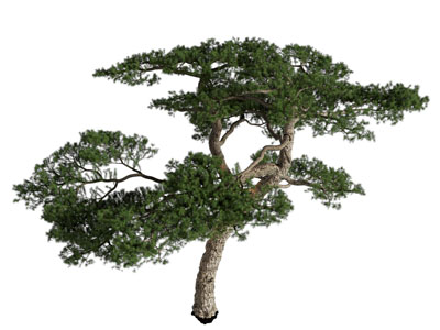 现代松树
