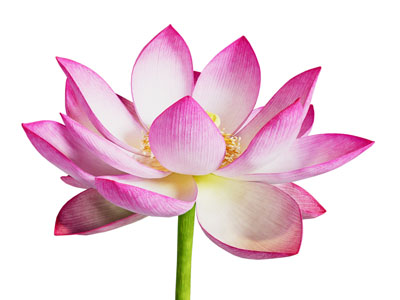 现代荷花