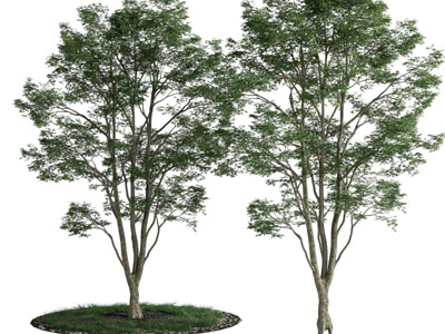 现代道旁树木