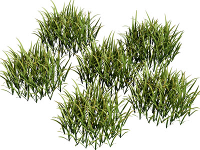现代花草植物