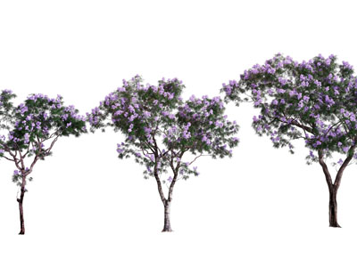 现代开满紫色花朵的树木