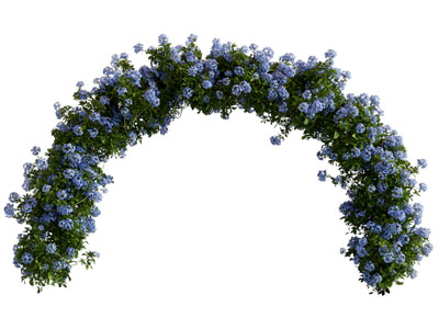 现代花环门拱 园艺