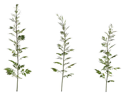 现代花草植物