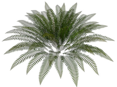 现代蕨类植物 花草