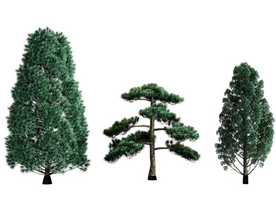 现代景观树木