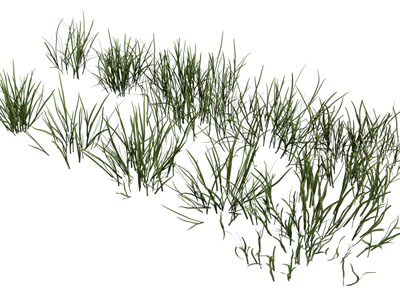 现代花草植物