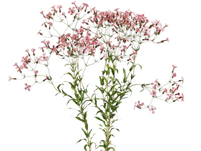 现代花瓶花卉