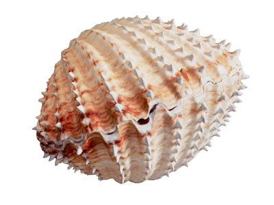 现代贝壳