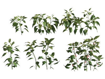 现代花草辣椒蔬菜植物