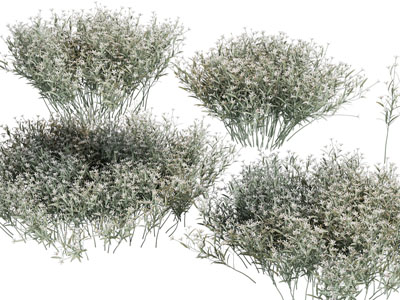 现代花草植物
