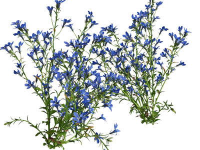 现代花草花卉植物