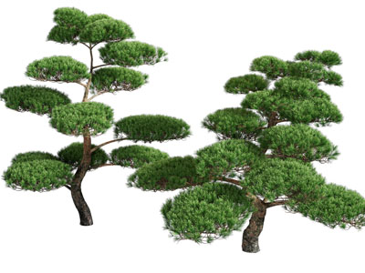 新中式景观松树