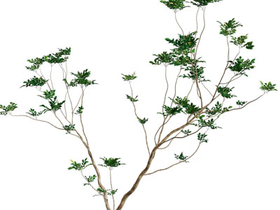 现代景观树木