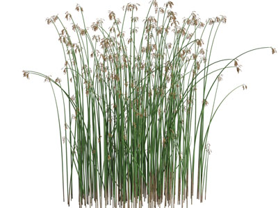 现代花卉花草植物