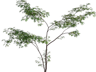 现代景观树木