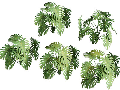 现代花草植物
