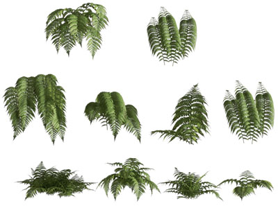 现代蕨类 花草植物