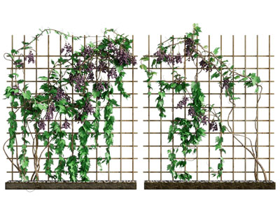 现代藤蔓植物