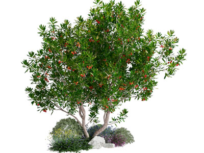 现代花卉 花草 灌木景观园艺小品