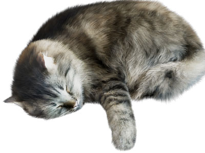 现代宠物猫咪 爬行动物