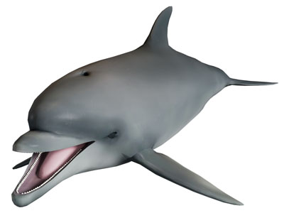 现代海豚 水生动物 海洋生物