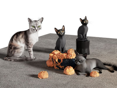 现代宠物猫咪 爬行动物