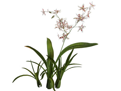 现代兰花 花草植物