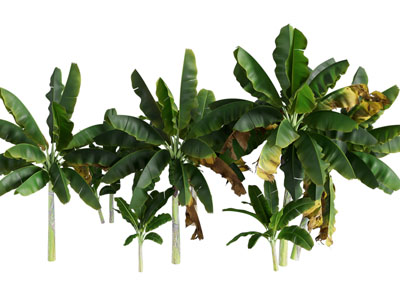 现代芭蕉树 景观植物