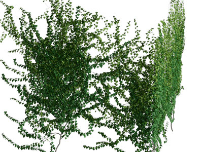 现代藤蔓植物 植物墙