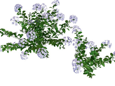 现代花卉花草植物