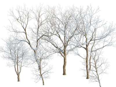 现代雪景树木