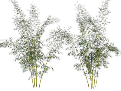 现代竹子 花草植物