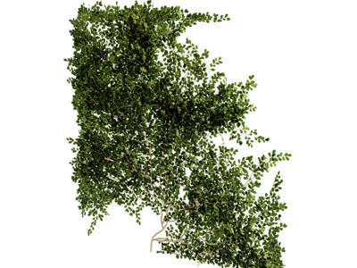 现代藤蔓植物墙
