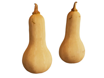 现代南瓜 蔬菜