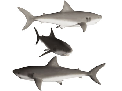 现代鲨鱼 海洋生物 水生生物
