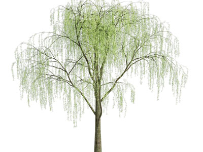 现代垂丝柳树