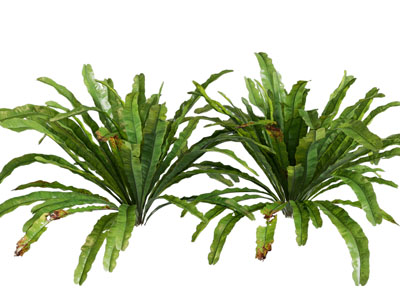 现代花草植物