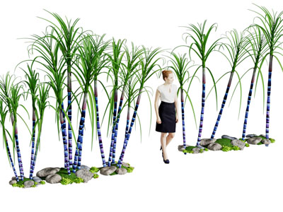 现代甘蔗 花草植物