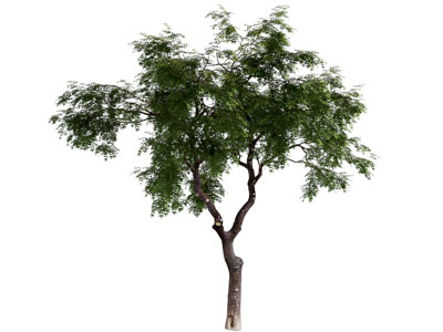 现代景观树木