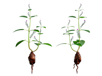 现代带着根茎的中草药 花草植物